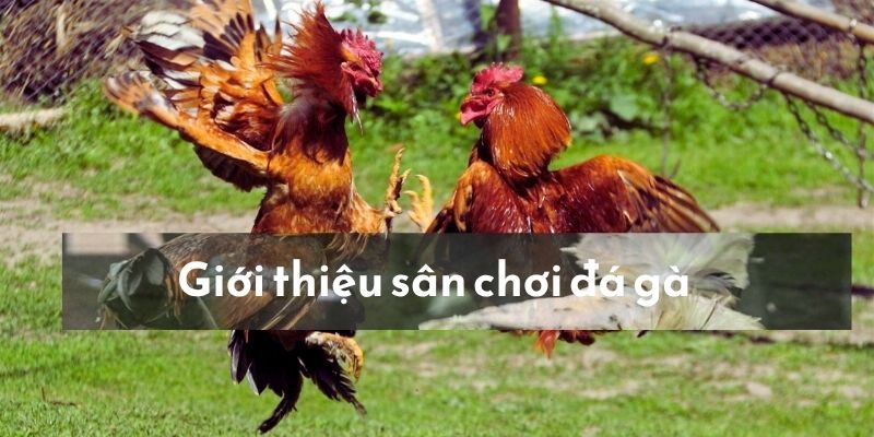 Đá gà cựa dao về hình thức xuất hiện